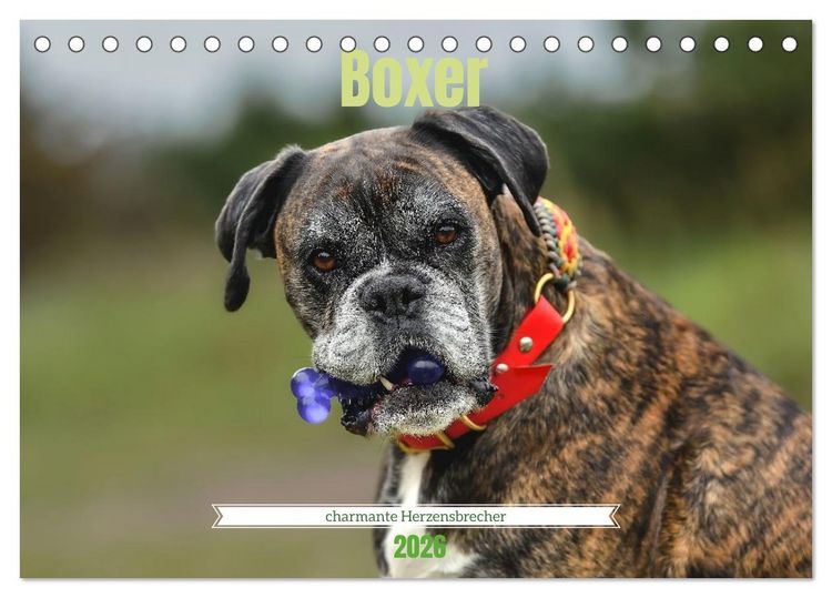Produktbild: Boxer - charmante Herzensbrecher (Tischkalender 2026 DIN A5 quer), CALVENDO Monatskalender