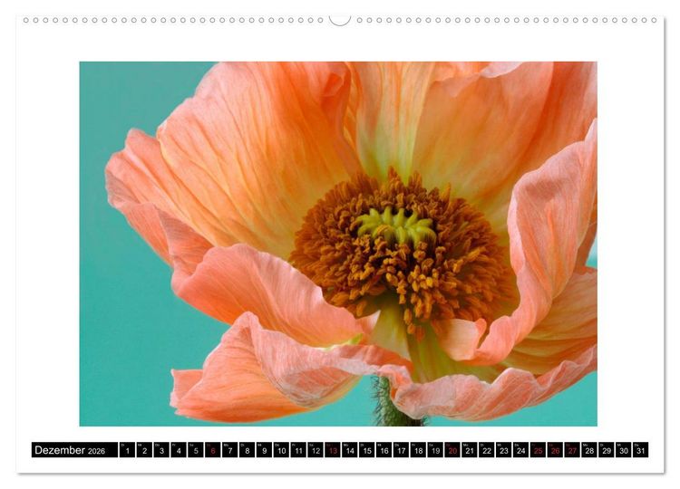Produktbild: Mohn im Portr&auml;t (hochwertiger Premium Wandkalender 2026 DIN A2 quer), Kunstdruck in Hochglanz