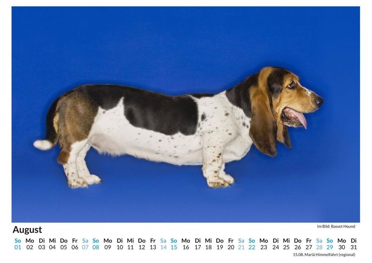 Produktbild: Basset Hound