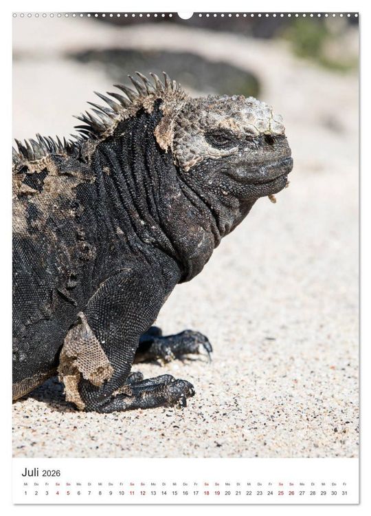 Produktbild: Galapagos - Atemberaubende Tierwelt (Wandkalender 2026 DIN A2 hoch), CALVENDO Monatskalender