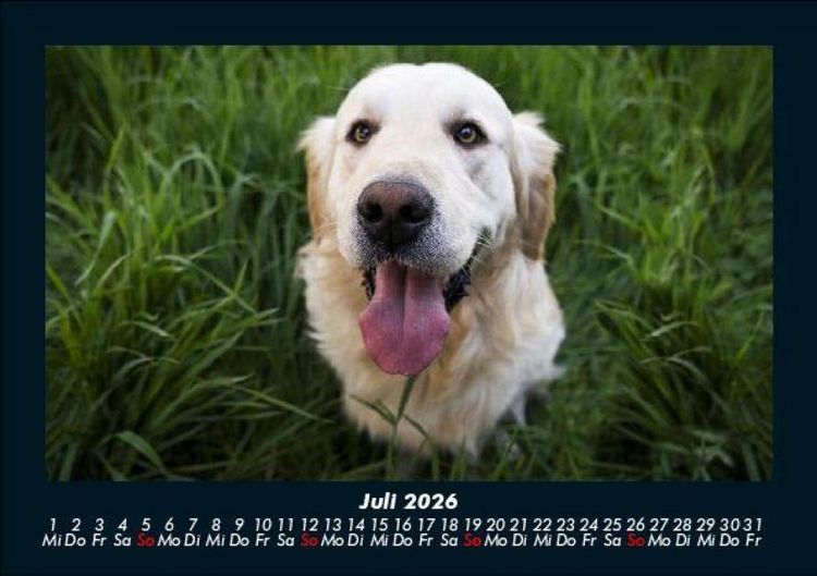 Produktbild: Hunde 2026 Fotokalender DIN A5