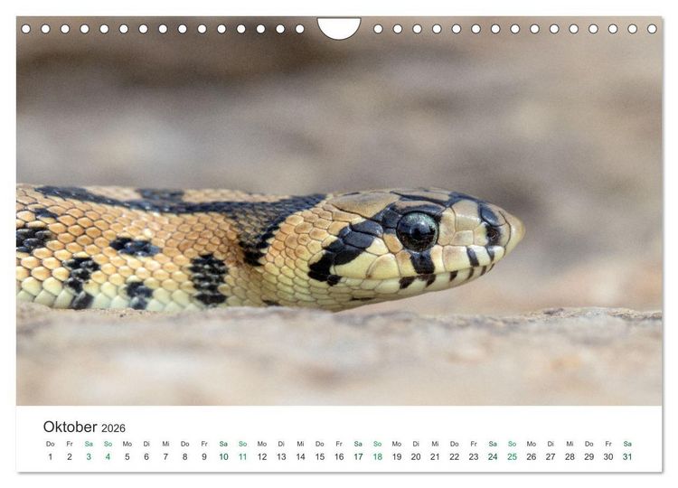 Produktbild: Schlangen - Portraits europ&auml;ischer Arten (Wandkalender 2026 DIN A4 quer), CALVENDO Monatskalender