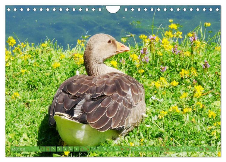 Produktbild: D'adorables nageurs &agrave; plumes (Calendrier mural 2026 DIN A4 vertical), CALVENDO calendrier mensuel