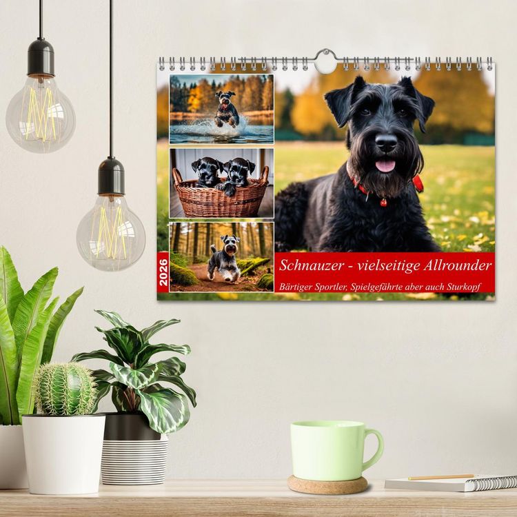 Produktbild: Schnauzer - vielseitige Allrounder (Wandkalender 2026 DIN A4 quer), CALVENDO Monatskalender