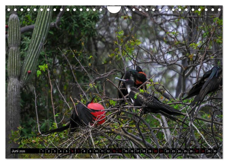 Produktbild: Naturparadies Galapagos - UNESCO Weltkulturerbe (Wandkalender 2026 DIN A4 quer), CALVENDO Monatskalender