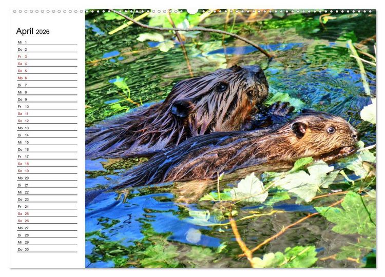 Produktbild: Das Familienleben der Biber (hochwertiger Premium Wandkalender 2026 DIN A2 quer), Kunstdruck in Hochglanz