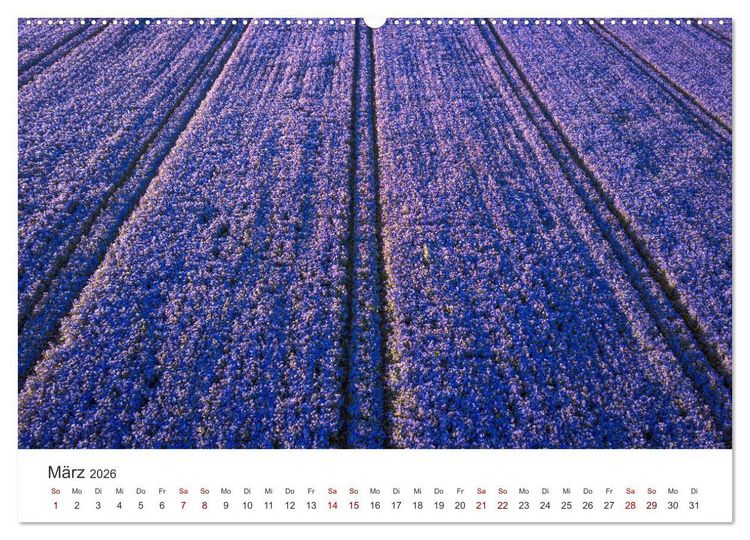 Produktbild: Lavendel - Die violette Wunderblume (hochwertiger Premium Wandkalender 2026 DIN A2 quer), Kunstdruck in Hochglanz