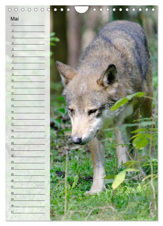 Produktbild: Der Wolf - Isegrim in den heimischen W&auml;ldern - Kalender 2026 (Wandkalender 2026 DIN A4 hoch), CALVENDO Monatskalender
