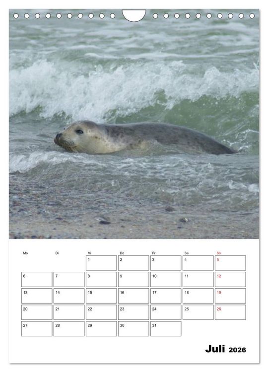 Produktbild: Liebenswerte Robben (Wandkalender 2026 DIN A4 hoch), CALVENDO Monatskalender