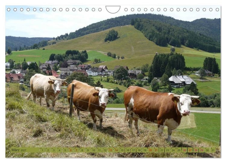 Produktbild: Schwarzwald-K&uuml;he - Die Hinterw&auml;lder (Wandkalender 2027 DIN A4 quer), CALVENDO Monatskalender