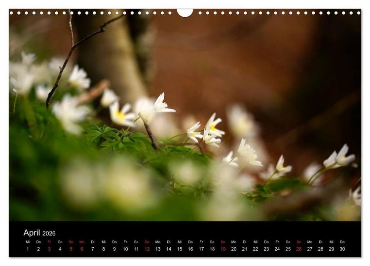 Produktbild: Mysterium Wald (Wandkalender 2026 DIN A3 quer), CALVENDO Monatskalender