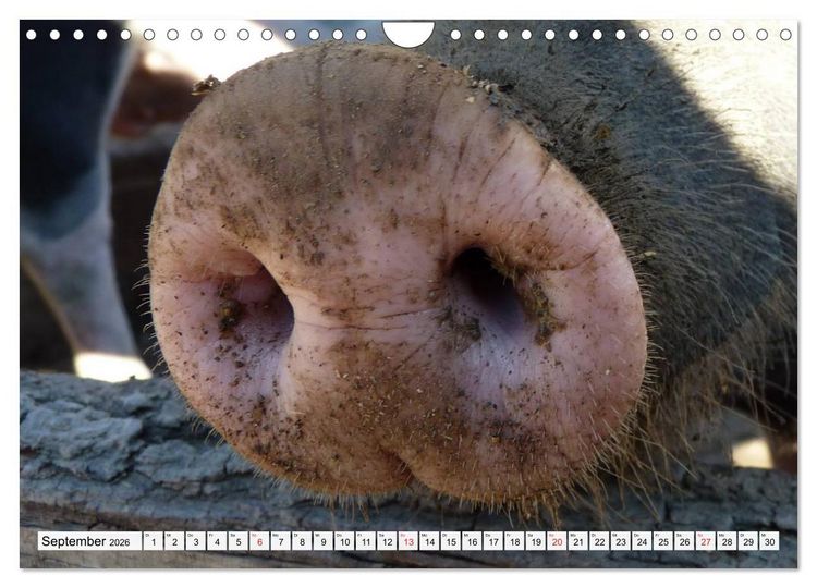 Produktbild: Von S&auml;uen die Schwein haben! (Wandkalender 2026 DIN A4 quer), CALVENDO Monatskalender