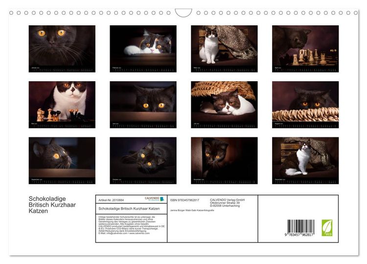 Produktbild: Schokoladige Britisch Kurzhaar Katzen (Wandkalender 2026 DIN A3 quer), CALVENDO Monatskalender
