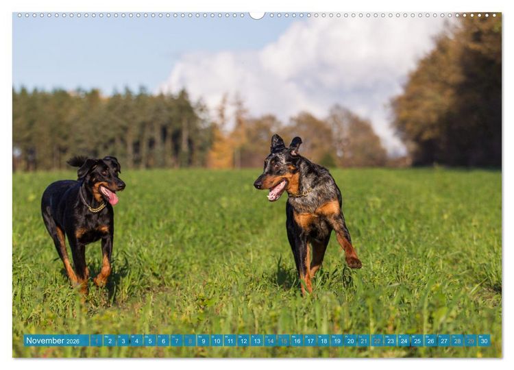 Produktbild: Der Beauceron (hochwertiger Premium Wandkalender 2026 DIN A2 quer), Kunstdruck in Hochglanz