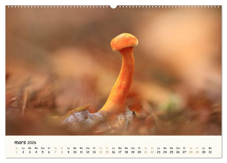 Produktbild: Champignons magiques (Calendrier mural 2026 DIN A2 vertical), CALVENDO calendrier mensuel