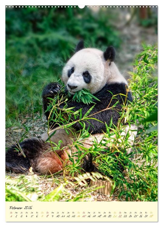 Produktbild: Riesenpanda (Wandkalender 2026 DIN A2 hoch), CALVENDO Monatskalender