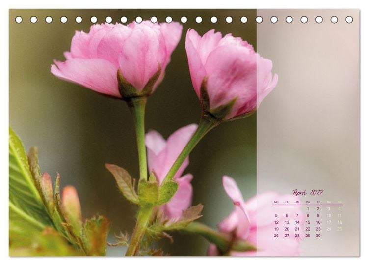 Produktbild: Pretty in Pink - Die Kirschbl&uuml;te (Tischkalender 2027 DIN A5 quer), CALVENDO Monatskalender