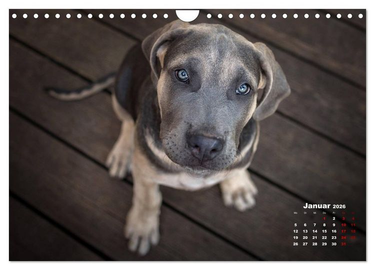Produktbild: Listenhunde - mehr als nur eine Kategorie (Wandkalender 2026 DIN A4 quer), CALVENDO Monatskalender