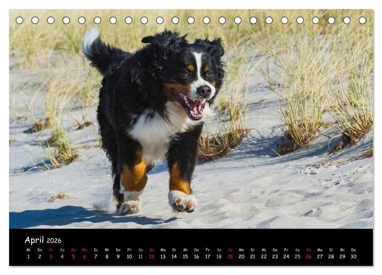 Produktbild: Berner Sennenhund 2026 (Tischkalender 2026 DIN A5 quer), CALVENDO Monatskalender