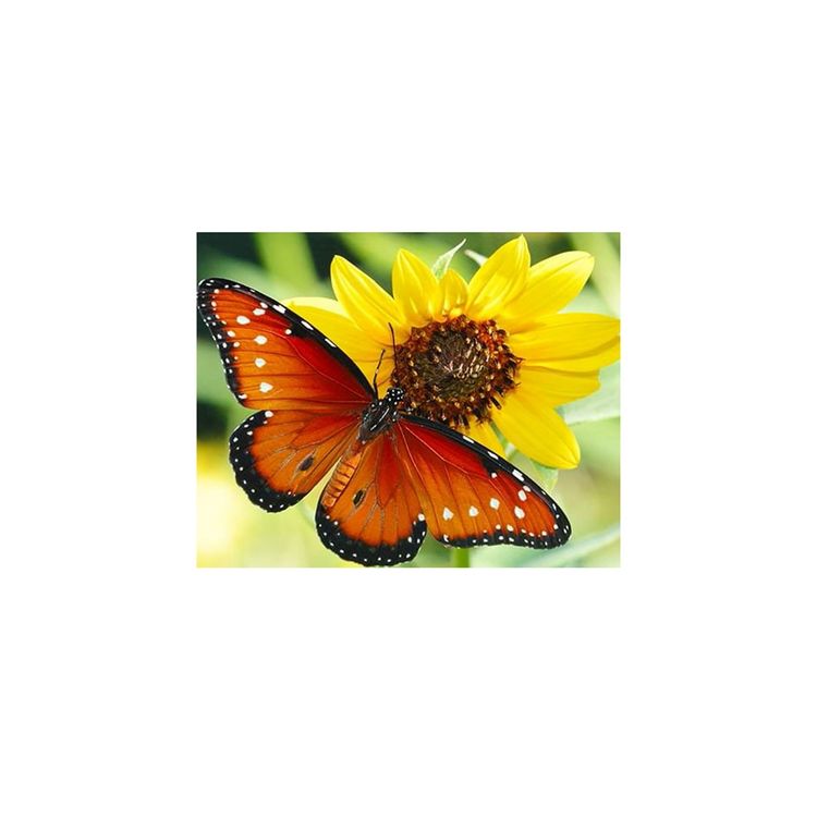 Produktbild: PRACHT Diamond Painting Schmetterling 40x30cm