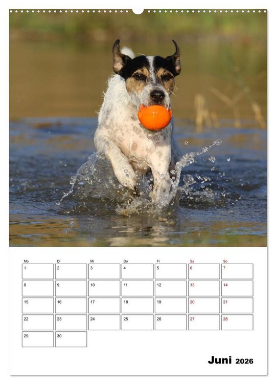 Produktbild: Tender Fellows - Parson Russell Terrier (Wandkalender 2026 DIN A2 hoch), CALVENDO Monatskalender
