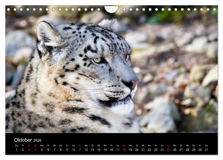 Produktbild: Schneeleoparden (Wandkalender 2026 DIN A4 quer), CALVENDO Monatskalender