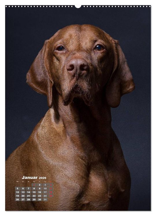 Produktbild: Treue Wegbegleiter, Hunde im Portrait. (Wandkalender 2026 DIN A2 hoch), CALVENDO Monatskalender