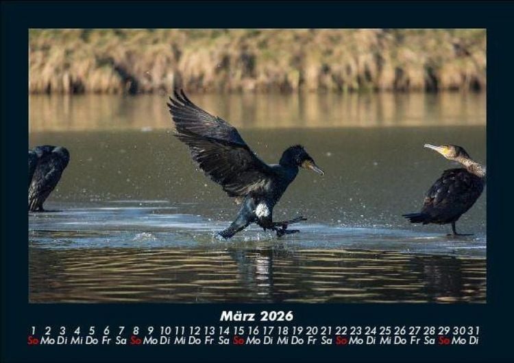 Produktbild: V&ouml;gel 2026 Fotokalender DIN A5