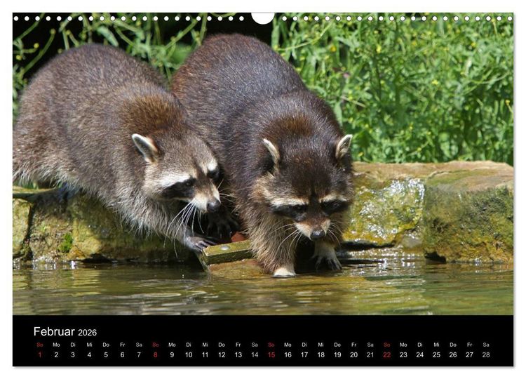 Produktbild: Waschb&auml;ren (Wandkalender 2026 DIN A3 quer), CALVENDO Monatskalender