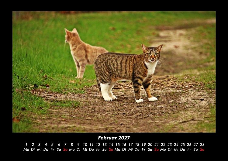 Produktbild: F&uuml;r Katzenfreunde 2027 Fotokalender DIN A3