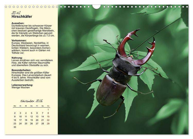 Produktbild: Insekt des Jahres (Wandkalender 2026 DIN A3 quer), CALVENDO Monatskalender