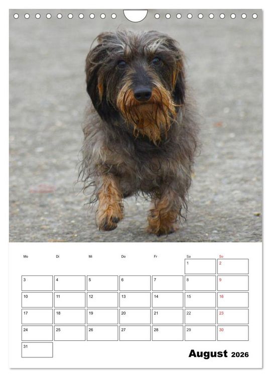 Produktbild: Liebenswerte Zwergrauhaardackel (Wandkalender 2026 DIN A4 hoch), CALVENDO Monatskalender