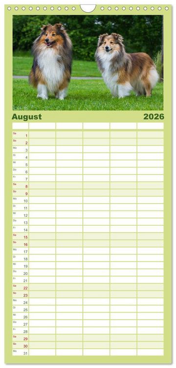 Produktbild: Familienplaner 2026 - Traumhund Sheltie mit 5 Spalten (Wandkalender, 21 x 45 cm) CALVENDO