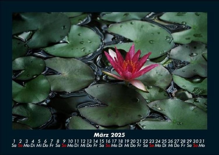 Produktbild: Rosen-Kalender 2025 Fotokalender DIN A5