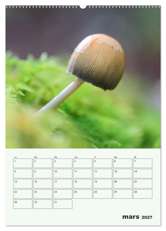 Produktbild: Champignons magiques - Beaut&eacute;s &eacute;ph&eacute;m&egrave;res (Calendrier mural 2027 DIN A2 horizontal), CALVENDO calendrier mensuel