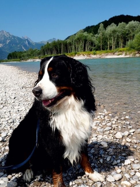 Produktbild: CALVENDO Puzzle Ein Motiv aus dem Kalender B&Auml;R - Der Berner Sennenhund | 1000 Teile Lege-Gr&ouml;&szlig;e 64x48cm Foto-Puzzle f&uuml;r gl&uuml;ckliche Stunden
