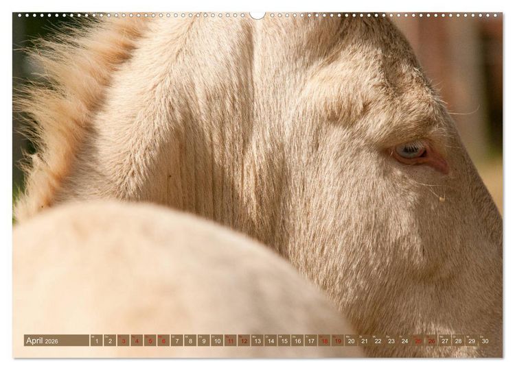 Produktbild: Wei&szlig;e Esel - M&auml;rchenhafte Langohren (hochwertiger Premium Wandkalender 2026 DIN A2 quer), Kunstdruck in Hochglanz
