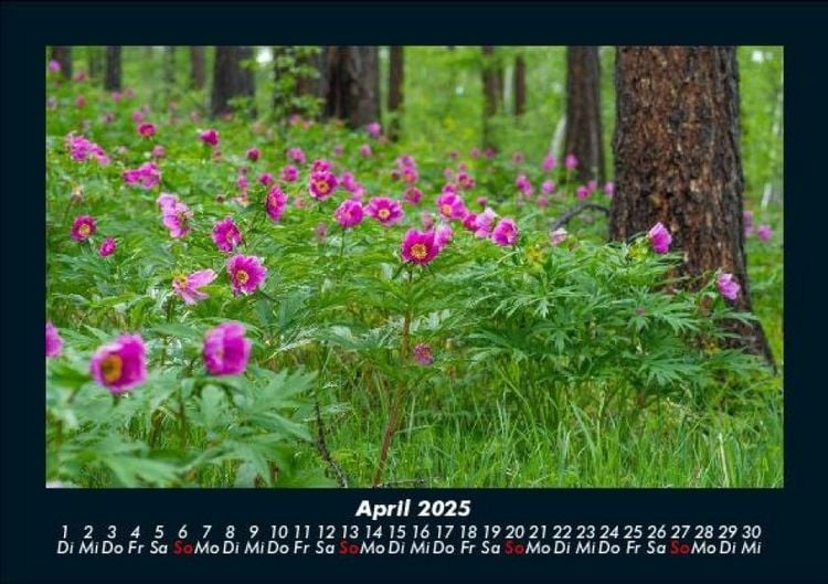 Produktbild: Blumentr&auml;ume 2025 Fotokalender DIN A5