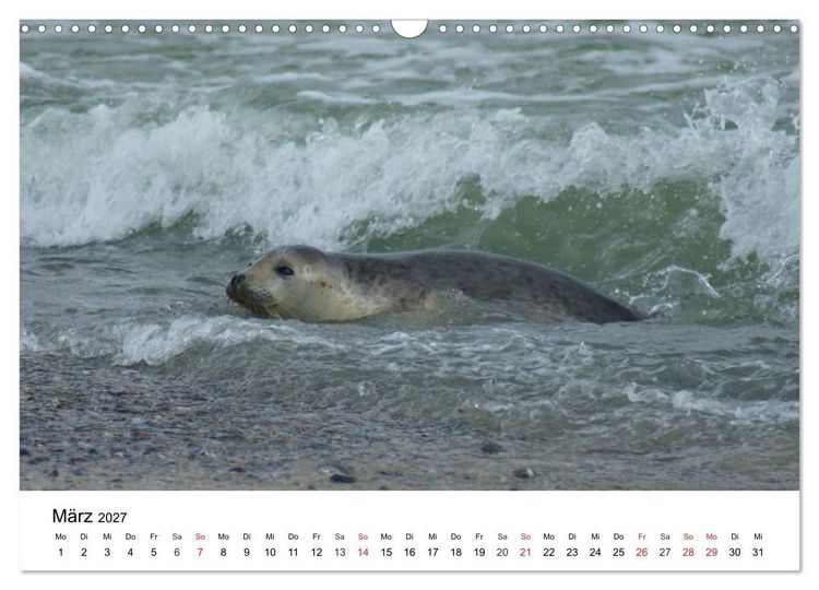 Produktbild: Das Leben der Robben (Wandkalender 2027 DIN A3 quer), CALVENDO Monatskalender