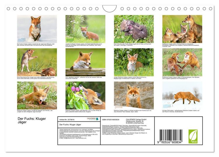 Produktbild: Der Fuchs: Kluger J&auml;ger (Wandkalender 2026 DIN A4 quer), CALVENDO Monatskalender
