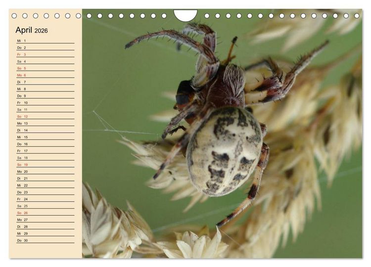 Produktbild: Faszination Spinnen (Wandkalender 2026 DIN A4 quer), CALVENDO Monatskalender