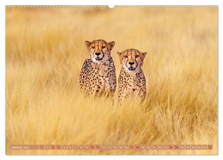 Produktbild: Afrikas Tierwelt - Geparde (Wandkalender 2026 DIN A2 quer), CALVENDO Monatskalender