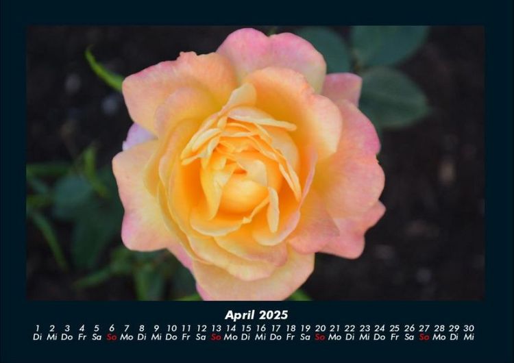 Produktbild: Rosentraum 2025 Fotokalender DIN A4