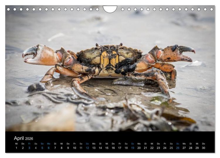 Produktbild: Gr&uuml;&szlig;e aus Texel (Wandkalender 2026 DIN A4 quer), CALVENDO Monatskalender