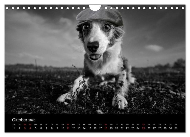 Produktbild: H&uuml;tehunde (Wandkalender 2026 DIN A4 quer), CALVENDO Monatskalender