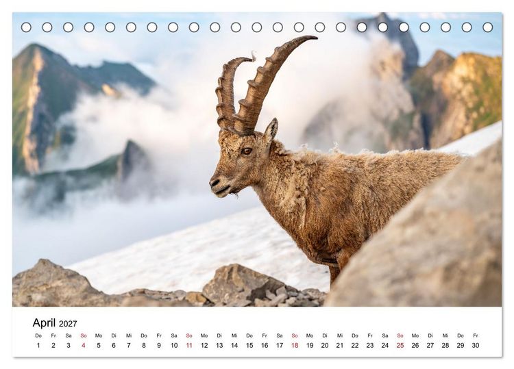 Produktbild: Steinb&ouml;cke - Eindr&uuml;ckliche K&ouml;nige der Alpen (Tischkalender 2027 DIN A5 quer), CALVENDO Monatskalender