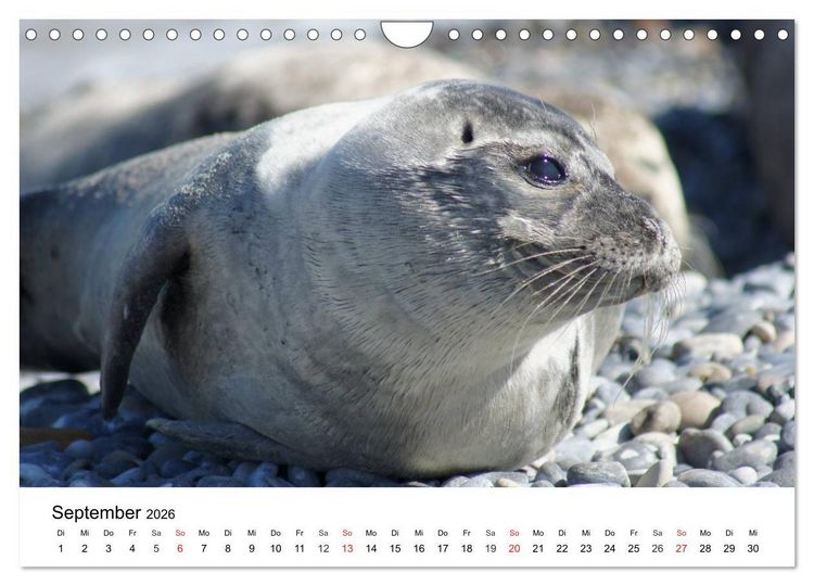 Produktbild: Das Leben der Robben (Wandkalender 2026 DIN A4 quer), CALVENDO Monatskalender