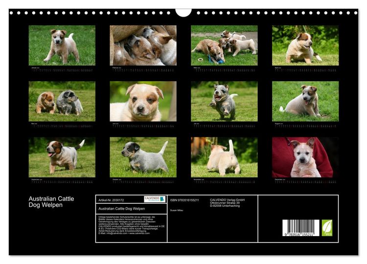 Produktbild: Australian Cattle Dog Welpen (Wandkalender 2026 DIN A3 quer), CALVENDO Monatskalender