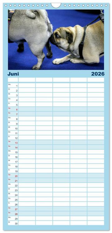 Produktbild: Familienplaner 2026 - Witzige Fellnasen mit 5 Spalten (Wandkalender, 21 x 45 cm) CALVENDO