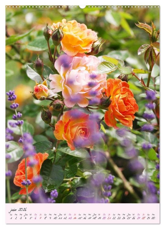 Produktbild: Une f&ecirc;te des roses (Calendrier mural 2026 DIN A2 horizontal) calendrier de bureau